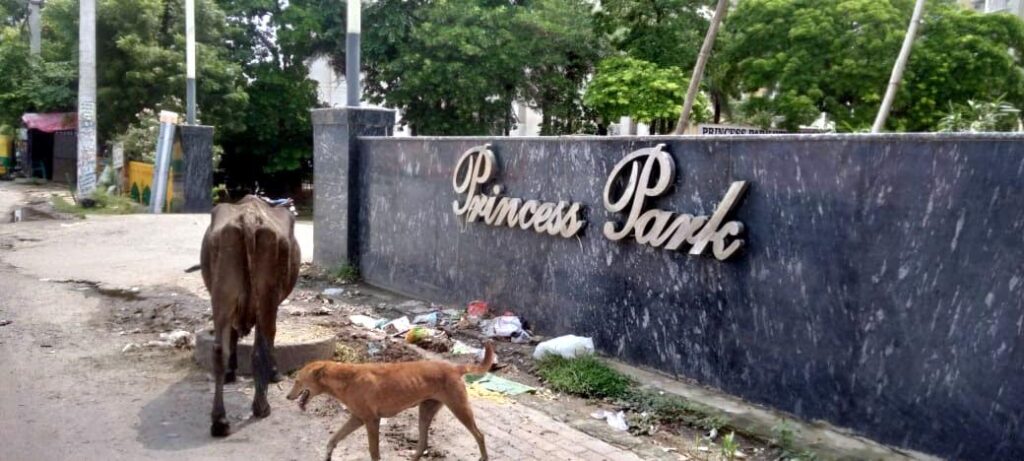 आरडब्ल्यूए ने डॉग लवर महिला पर लगाया 1.25 लाख का जुर्माना RWA imposed a fine of Rs 1.25 lakh on a dog lover woman