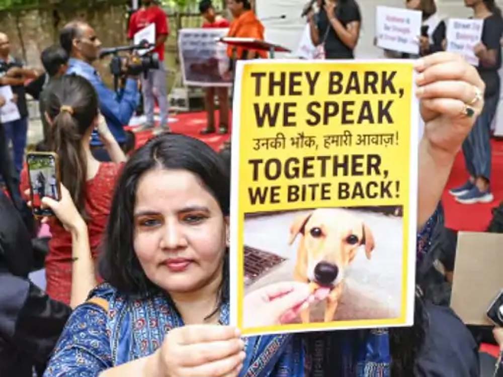 सुप्रीम कोर्ट बोला-आवारा कुत्तों की नसबंदी-टीकाकरण कर छोड़ें Supreme Court said- sterilize and vaccinate stray dogs and then release them