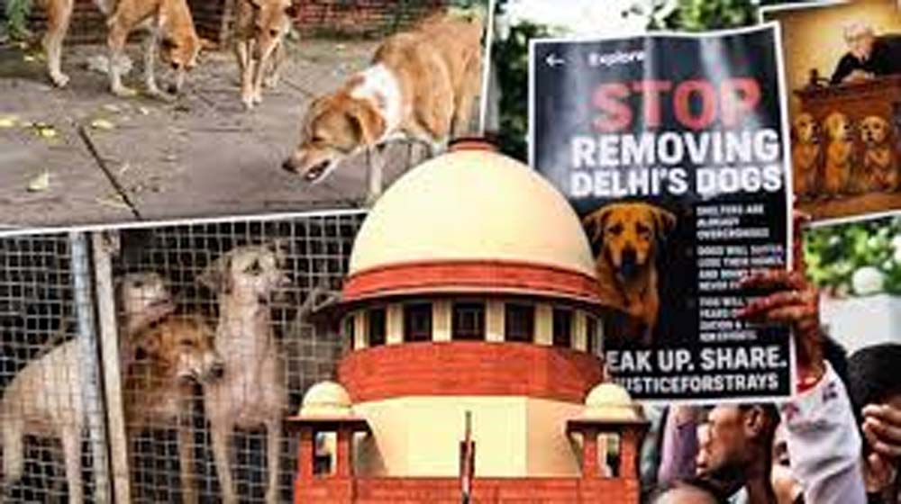 आवारा कुत्तों पर SC में फैसला सुरक्षित:बचाव पक्ष ने कहा- समाधान हो SC reserves verdict on stray dogs: Defence side said - there should be a solution