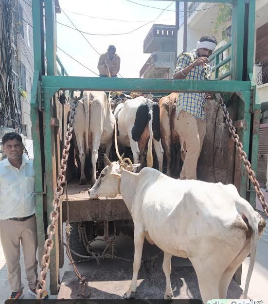 नगर निगम फरीदाबाद ने 59 गोवंश को पकड़कर गौशाला पहुंचाया Municipal Corporation Faridabad caught 59 cattle and sent them to Gaushala