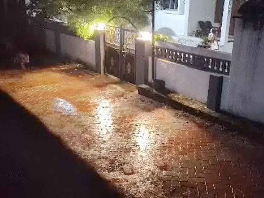 गुजरात के पेढवाड़ा गांव में घुसा 8 शेरों का झुंड:रातभर गांव की गलियों में टहले A pride of 8 lions entered the village of Pedwada in Gujarat; they roamed the streets of the village all night.