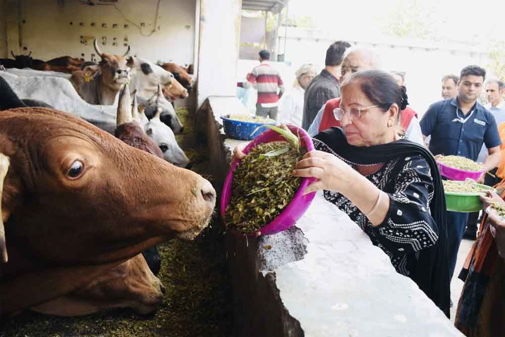 सतयुग दर्शन ट्रस्ट के मार्गदर्शक मंडल ने देवाश्रय गौ-अस्पताल का सद्भाव पूर्ण दौरा कर गायों को खिलाया चारा The guiding board of Satyug Darshan Trust made a cordial visit to Devashray Cow Hospital and fed fodder to the cows.