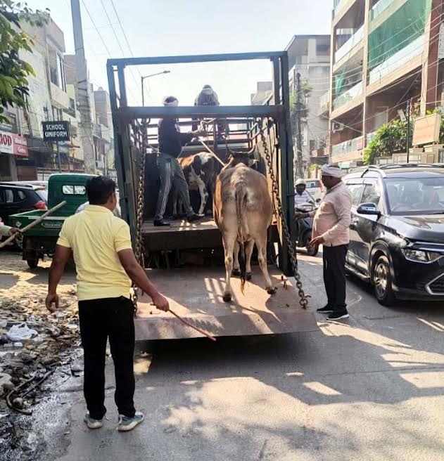 निगम ने 25 गौवंश को पकडक़र गौशाला पहुंचाया The corporation captured 25 cattle and took them to the cow shelter.