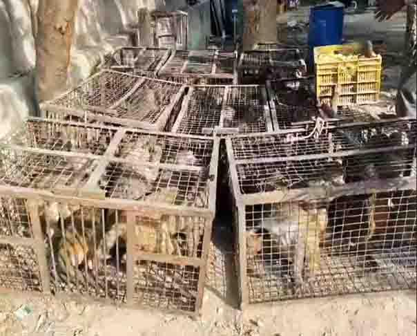 निगम का ‘सॉफ्ट’ एक्शन: 40 उपद्रवी बंदरो को पकड़ कर गुड़-चना खिलाकर दूर जंगल में छोड़ा Corporation's 'soft' action: 40 unruly monkeys were caught, fed jaggery and gram and released into a distant forest.