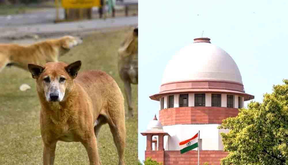 सुप्रीम कोर्ट बोला-कुत्तों के चलते लोग कब तक परेशानी झेलेंगे The Supreme Court said: How long will people have to suffer because of dogs?