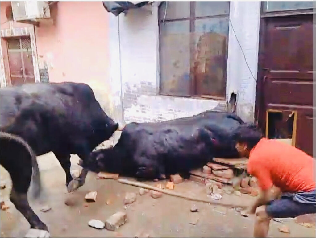 Running a dairy in a residential area will result in jail: Survey and sealing orders within 7 days, new guidelines issued