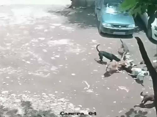 पुणे में 4 साल की बच्ची पर कुत्तों का हमला:7 कुत्तों ने 43 सेकेंड तक काटा Dog attack on 4-year-old girl in Pune: 7 dogs mauled her for 43 seconds.